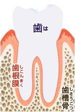 歯の構造1